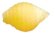 Shells 13mm, die 224